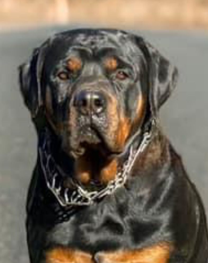 Retiring female Rottweiler