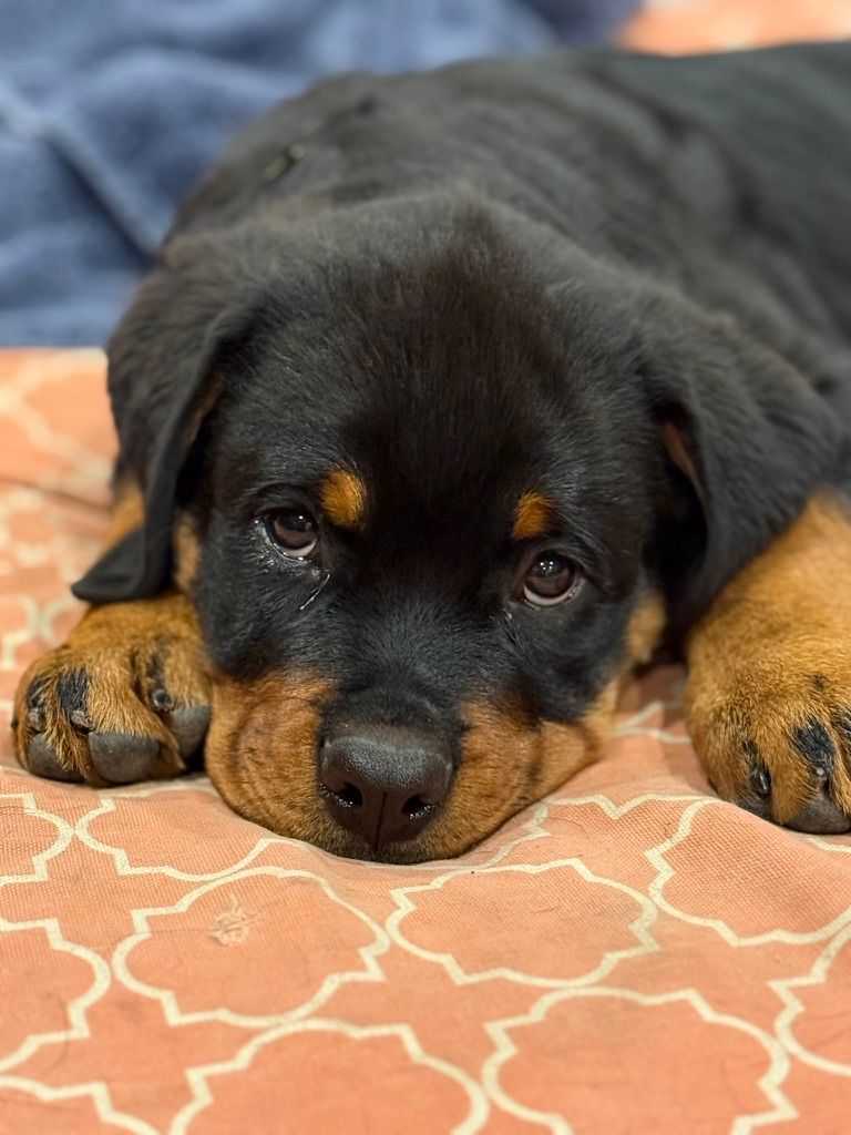 Nyx puppy 11