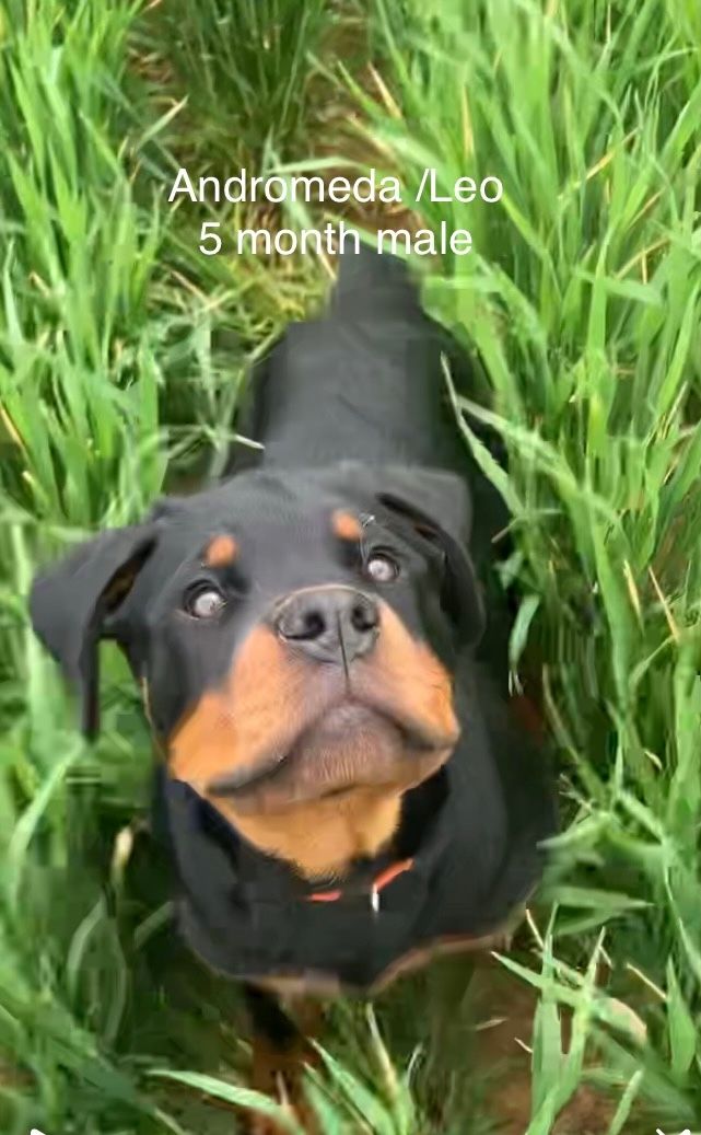 Spartan Rottweiler's Andromeda puppy in grass