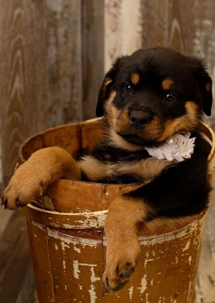 Why Spartan Rottweilers is Special