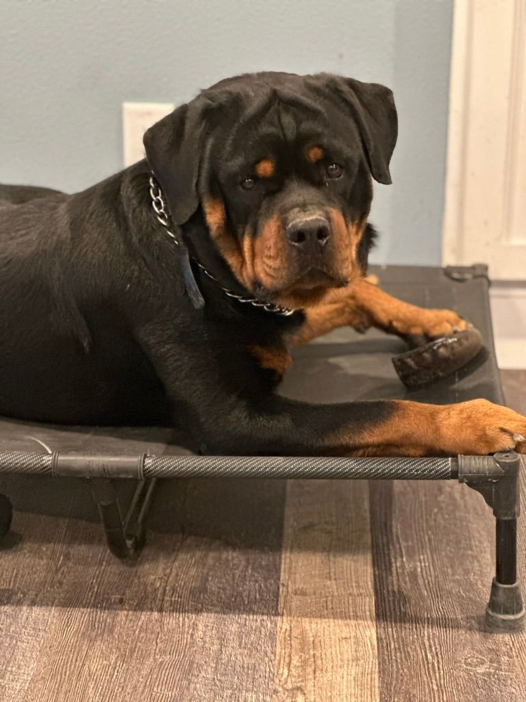 Spartan Rottweilers Male