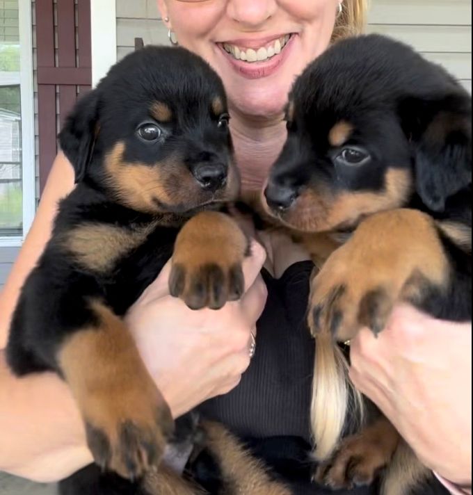 Male or female puppy