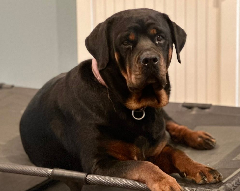 Retiring female Rottweiler