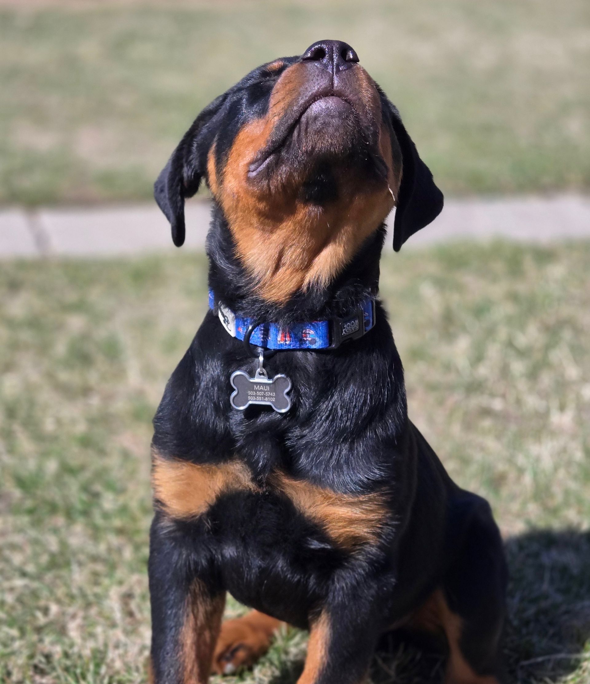 Puppy with chin up