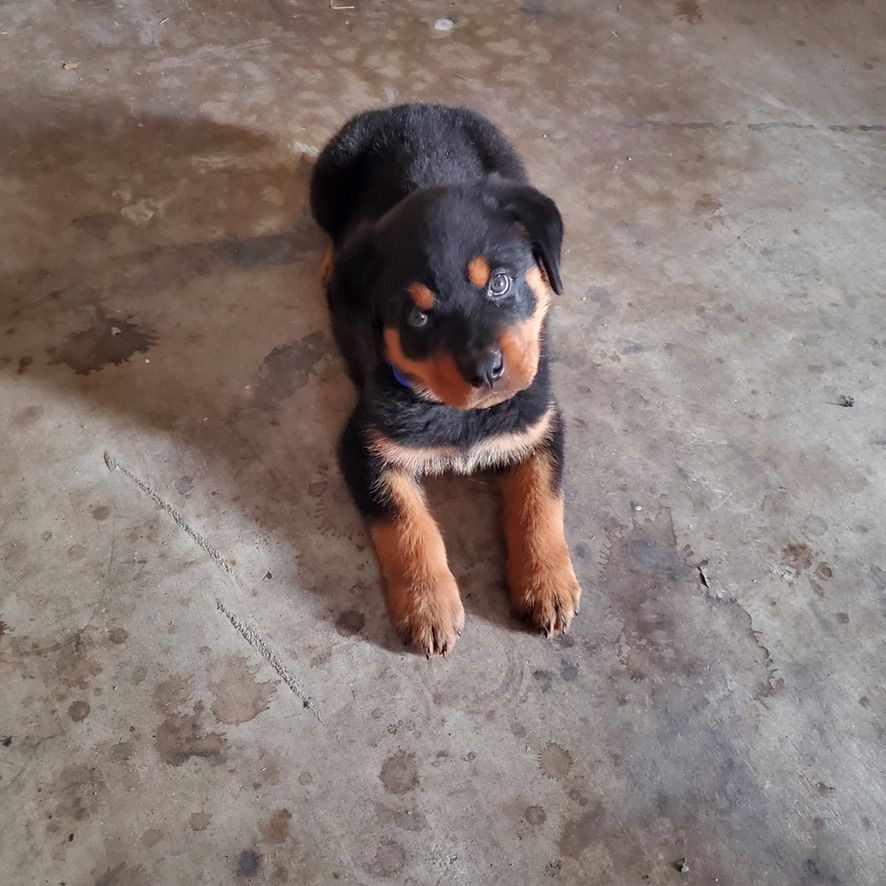 Gallery picture of Spartan Rottweilers

