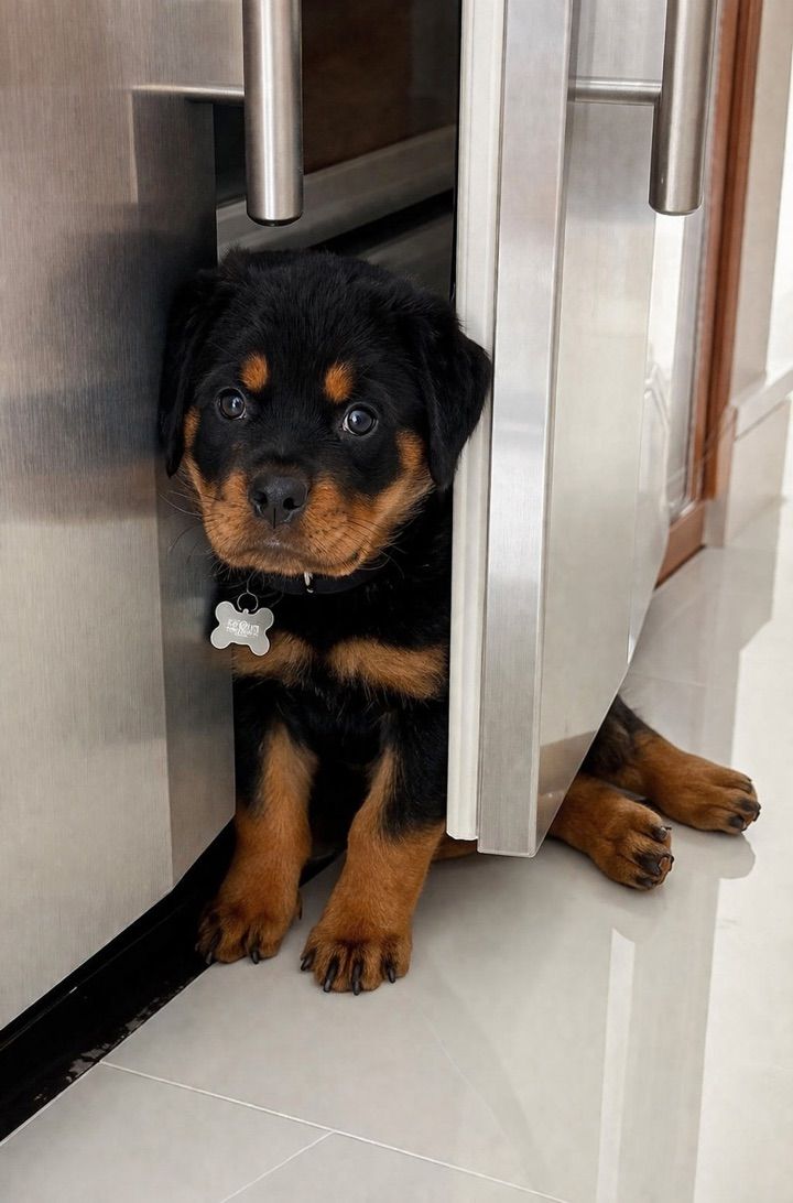 When & What Your Puppy Is Eating 