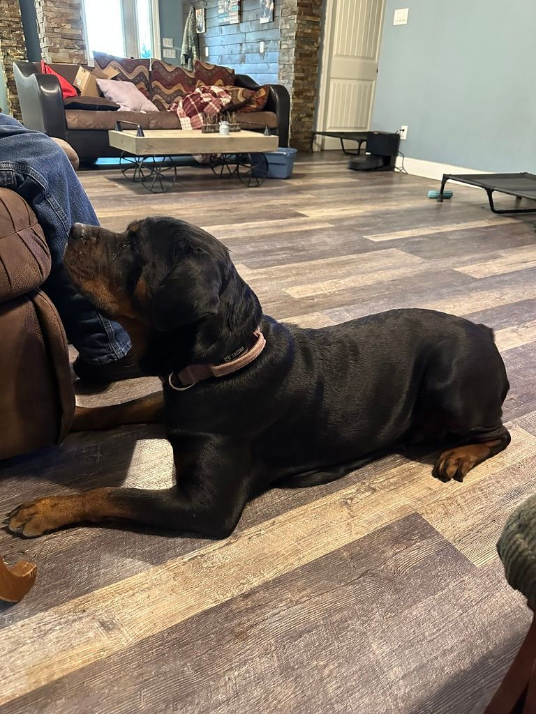 Retiring female Rottweiler