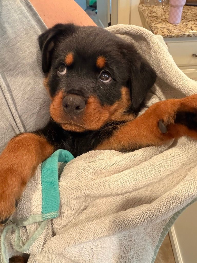 New Puppy Starter Checklist