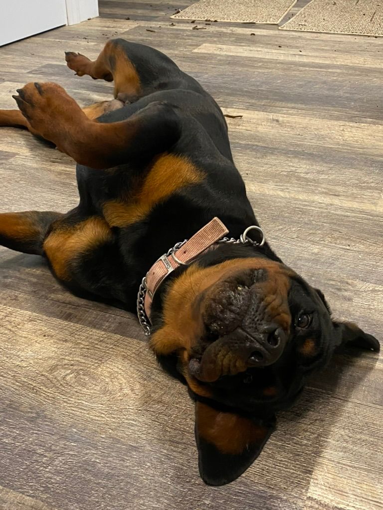 Retiring female Rottweiler