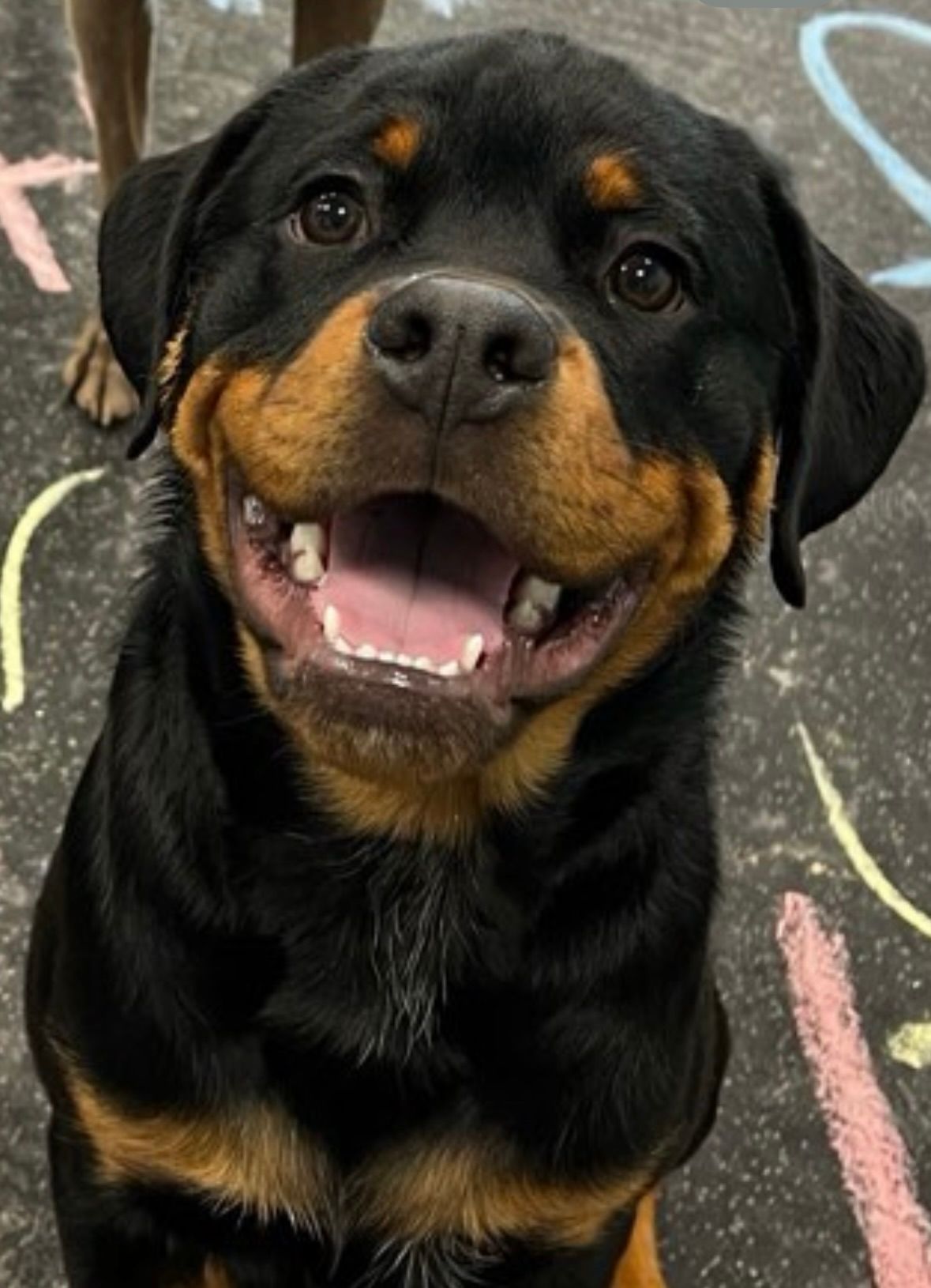 Rottweiler puppy