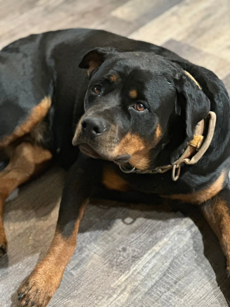 Retiring female Rottweiler