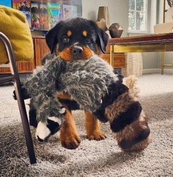 Puppy with a toy