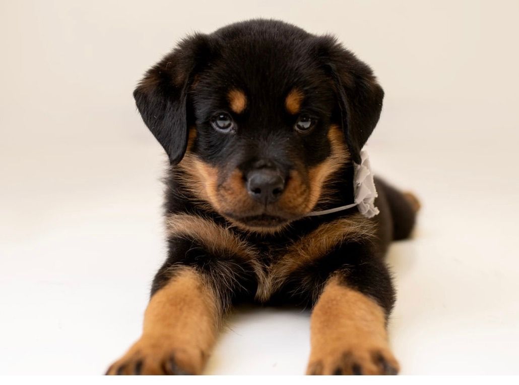 Rottweiler puppy