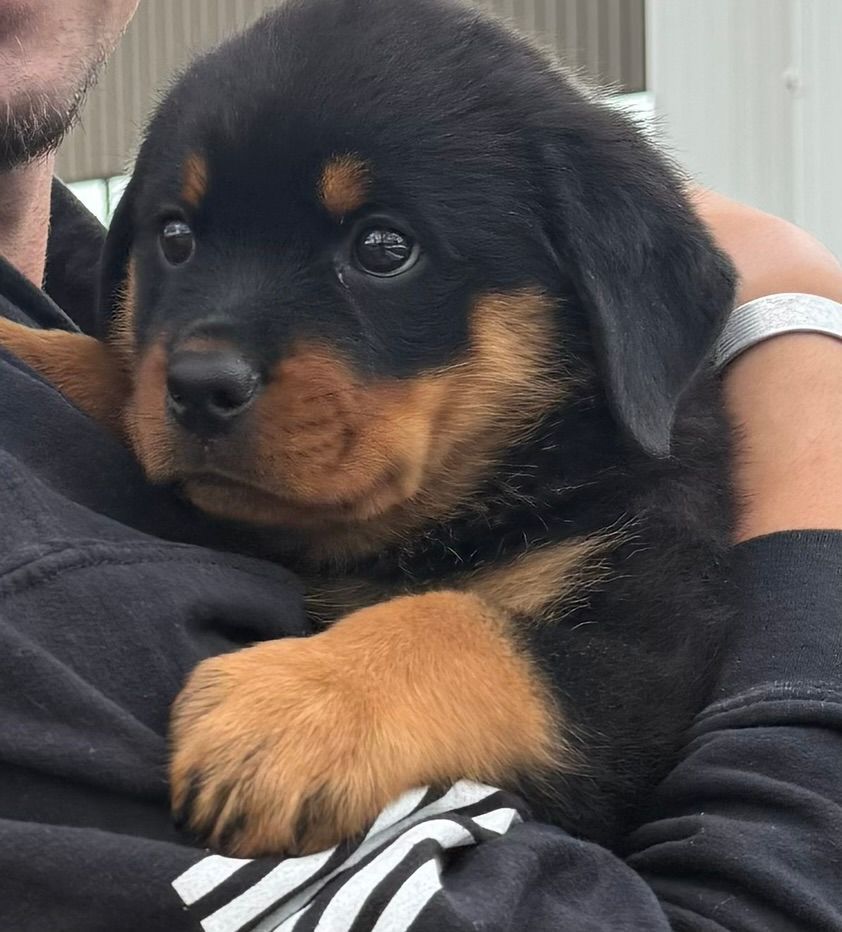 Nyx puppy 12