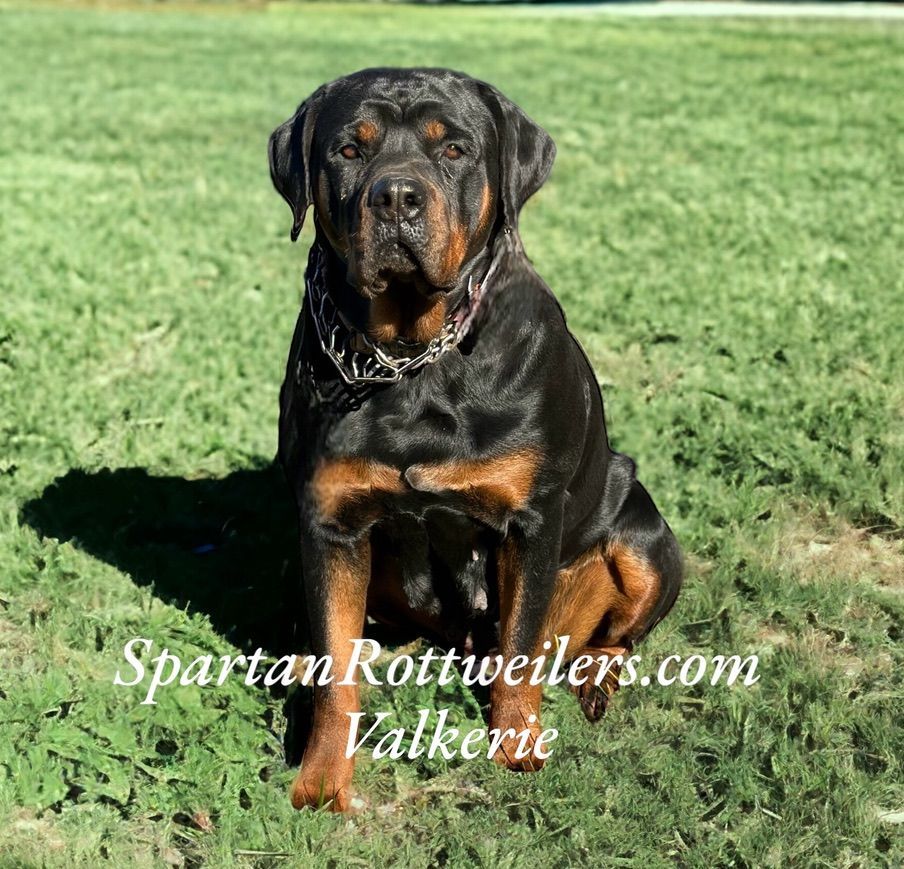 Retiring female Rottweiler
