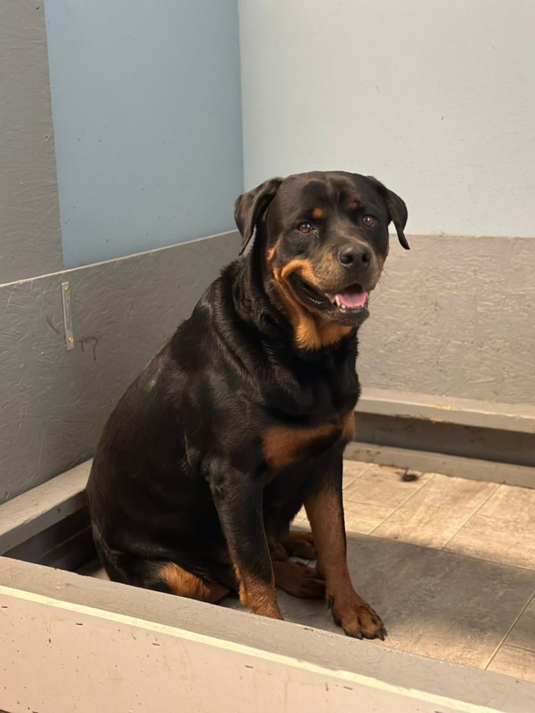 Retiring female Rottweiler