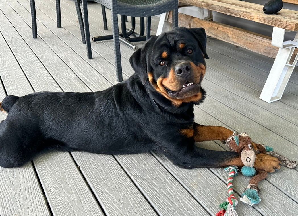 Spartan Rottweilers Male