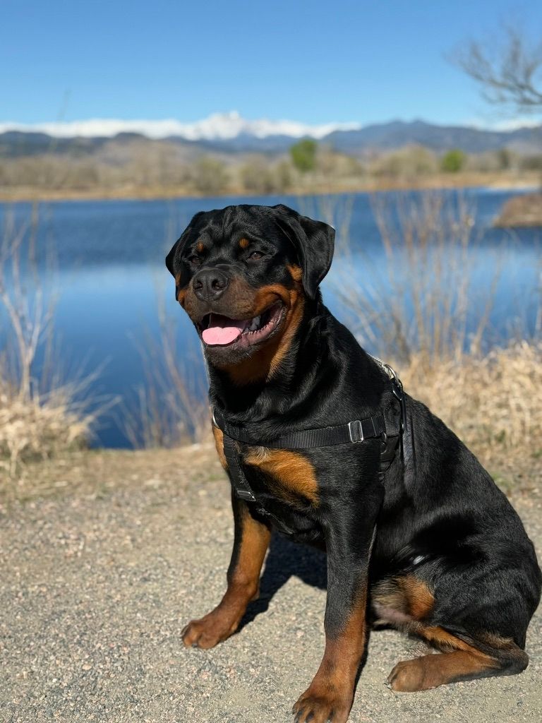 Nyx male puppy picture