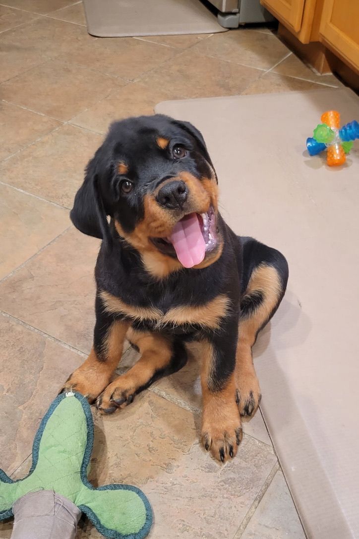Nyx puppy 10