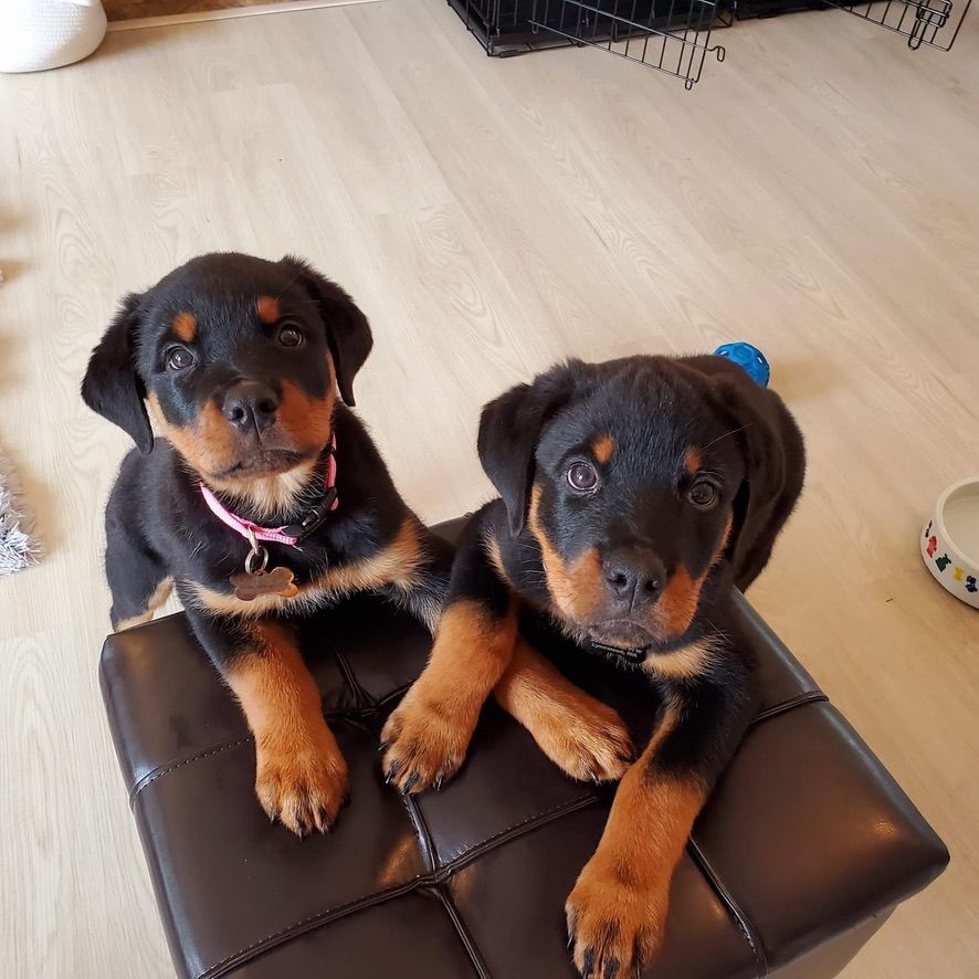 Reading your puppy's body language