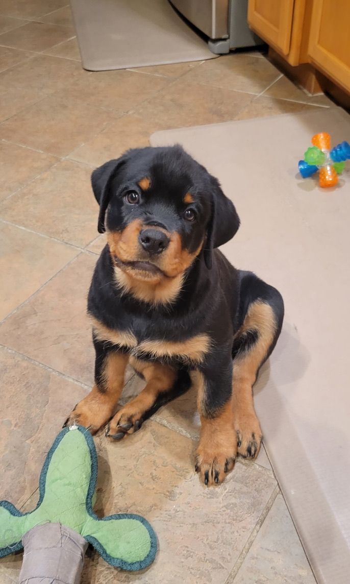 Nyx puppy 6
