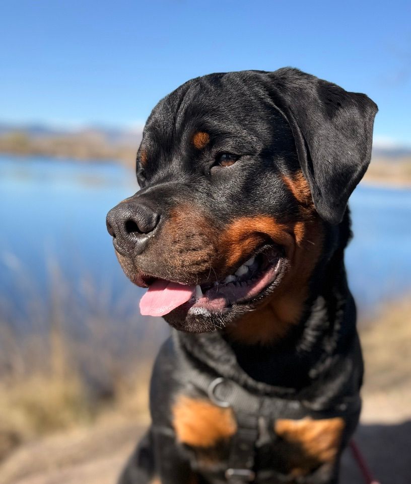 Nyx puppy  picture