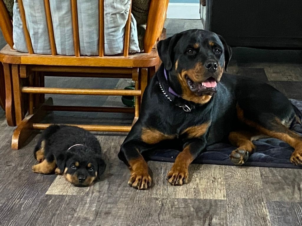 About me and Spartan Rottweilers