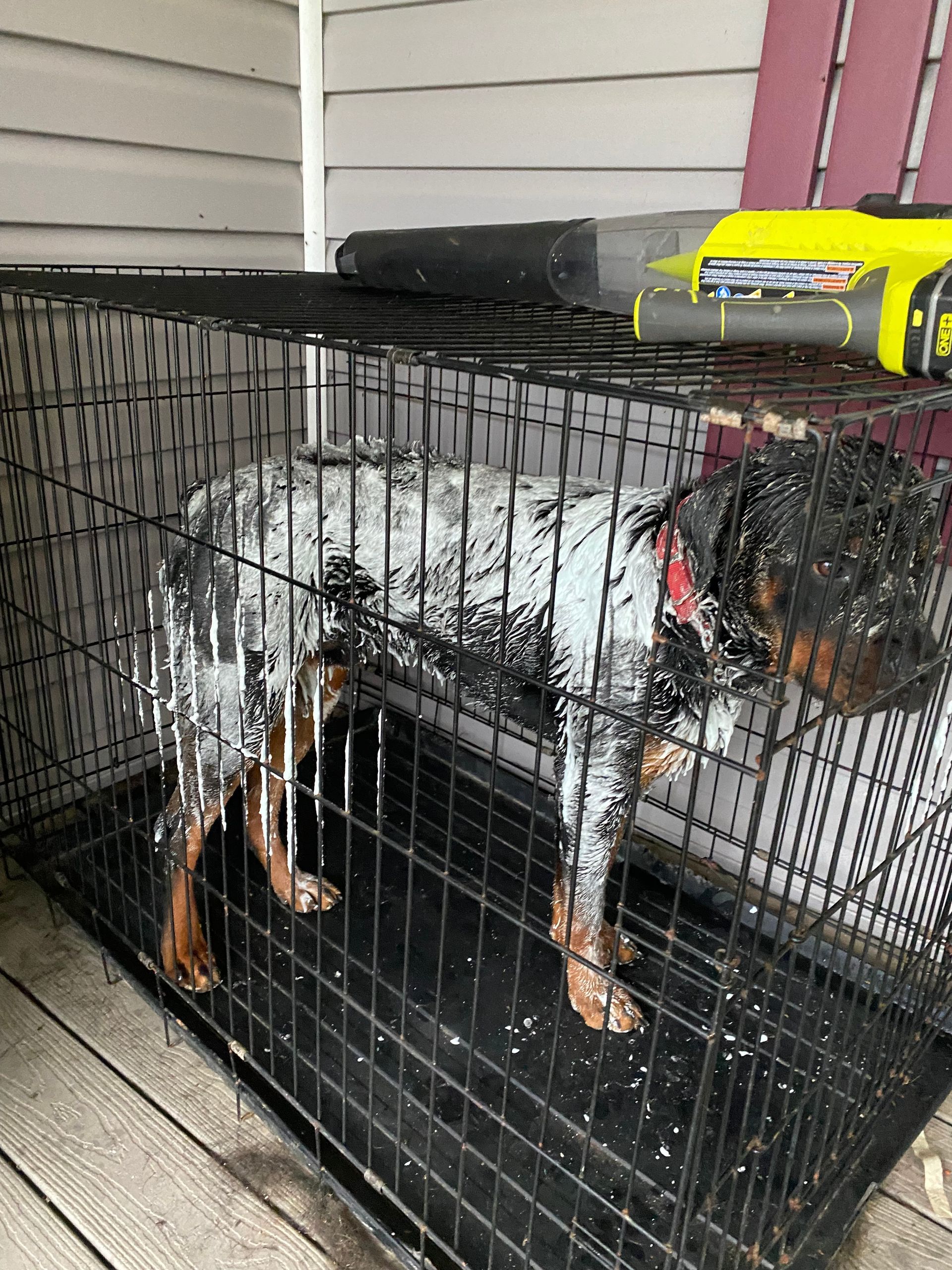 Skunk shampoo and treatment when your Rottweiler is sprayed by a skunk