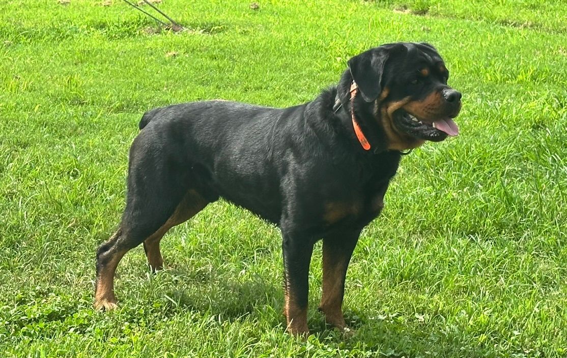 Spartan Rottweilers Male