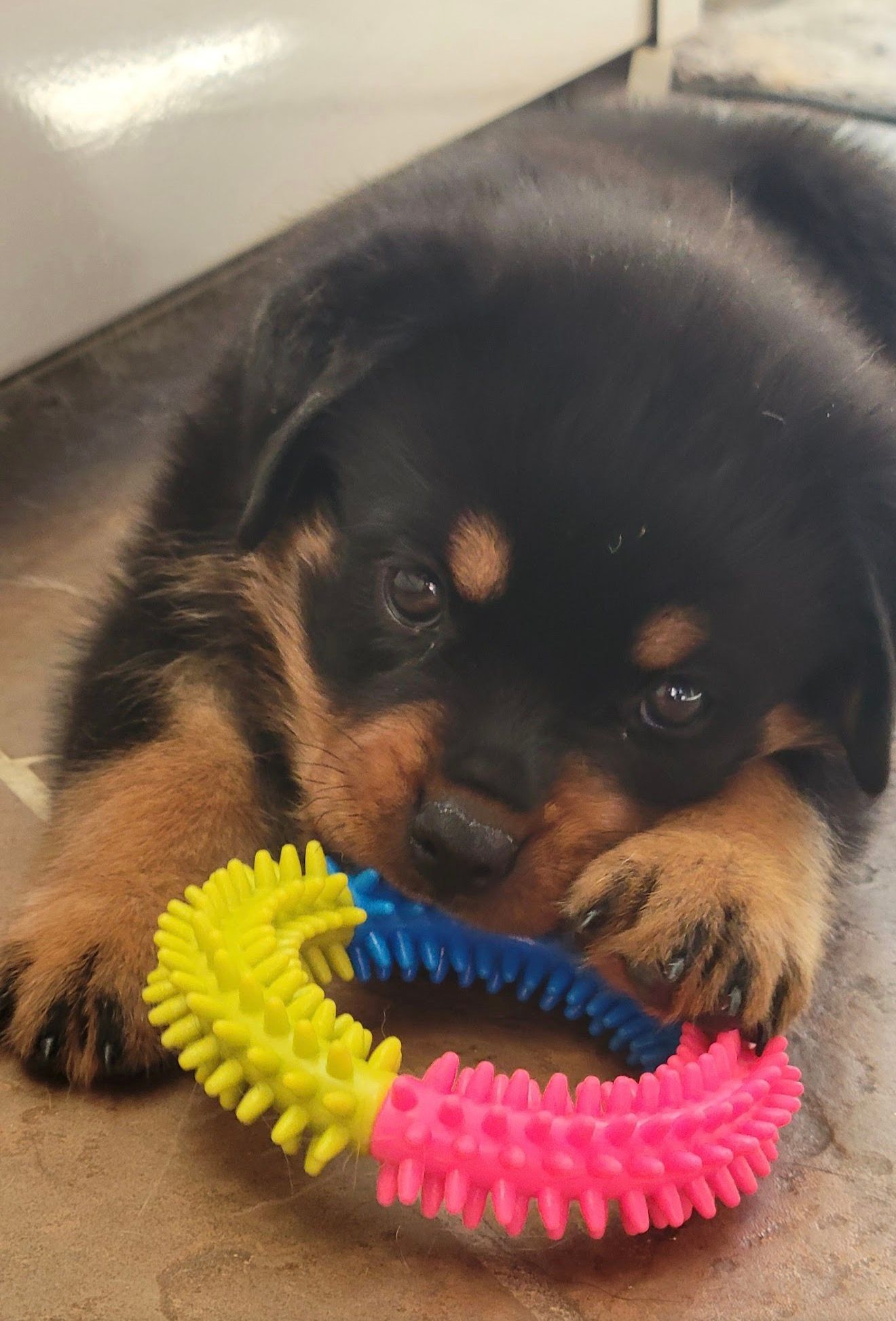 Nyx puppy 9