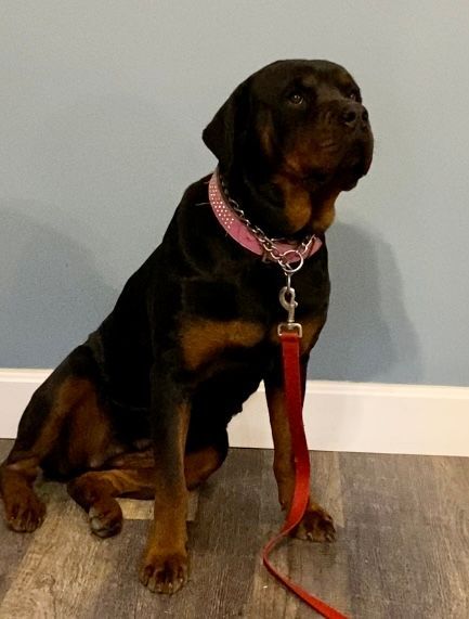 Retiring female Rottweiler
