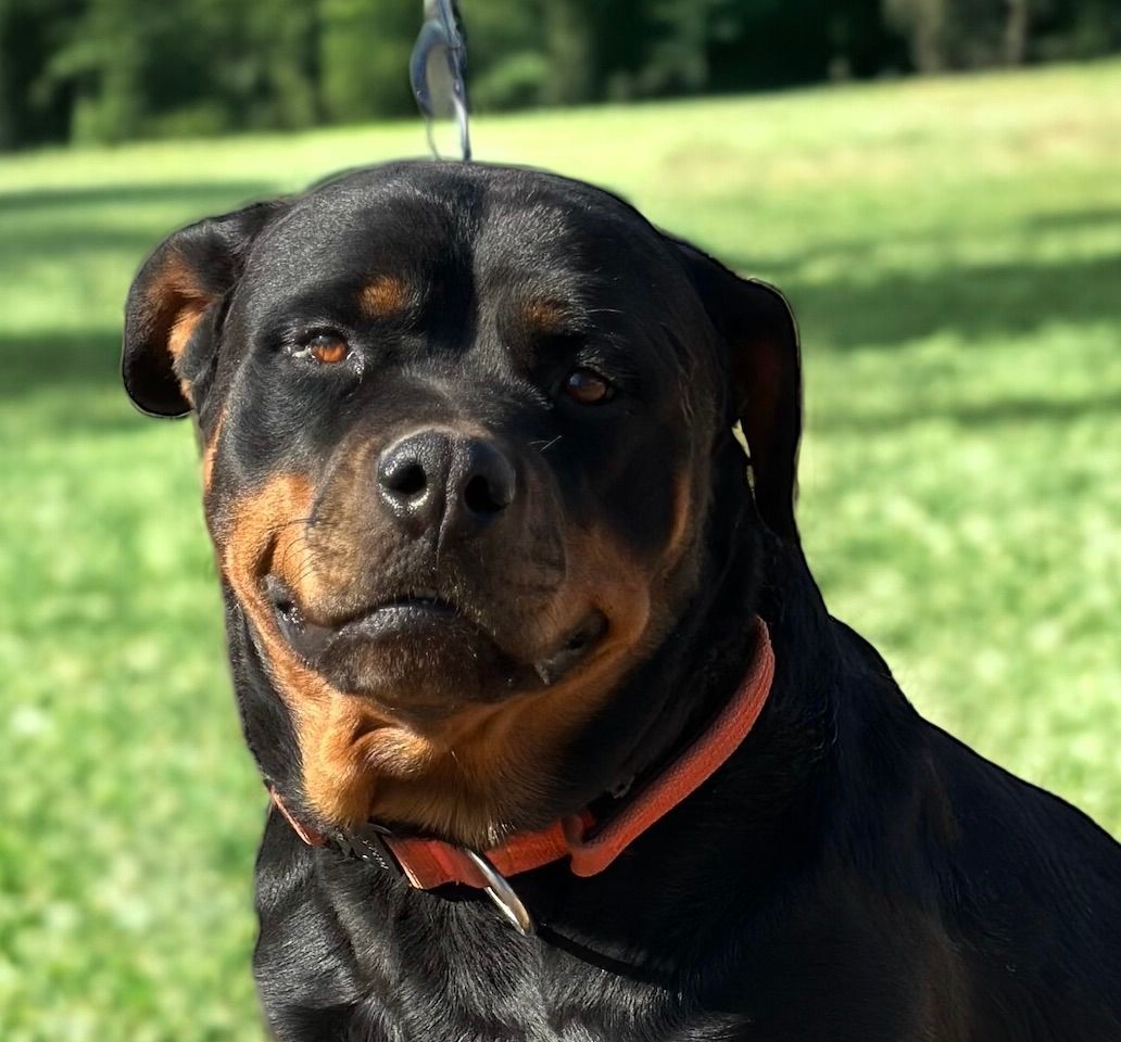 Retiring female Rottweiler