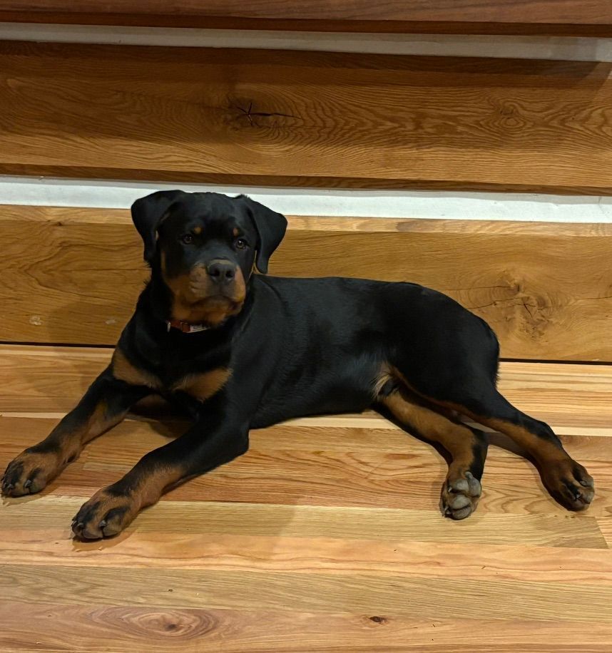 Nyx puppy 1