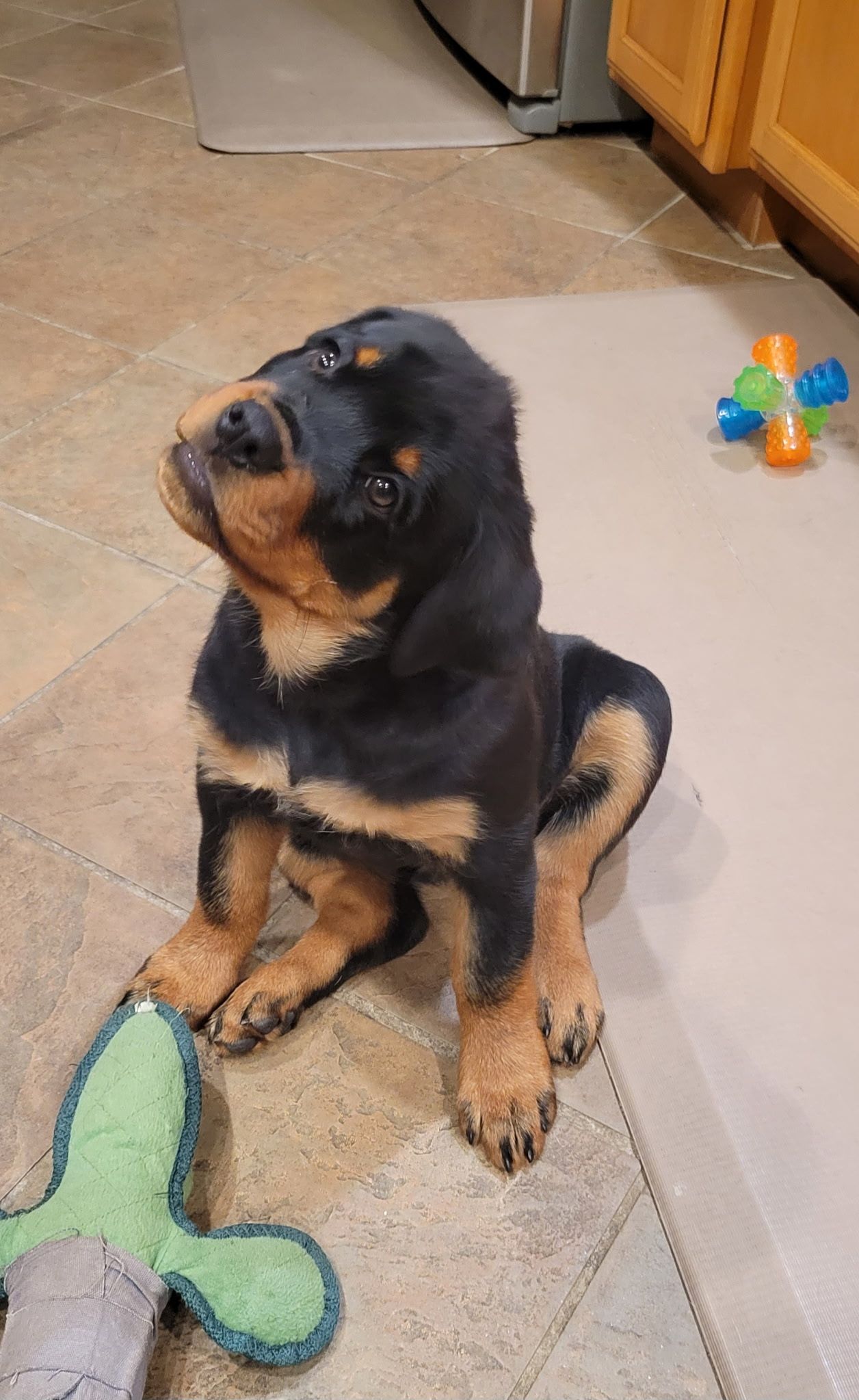 Nyx puppy 14