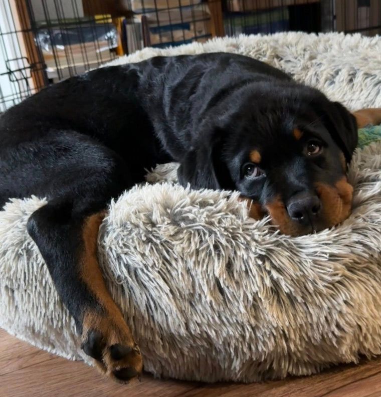 Puppy on his blanket