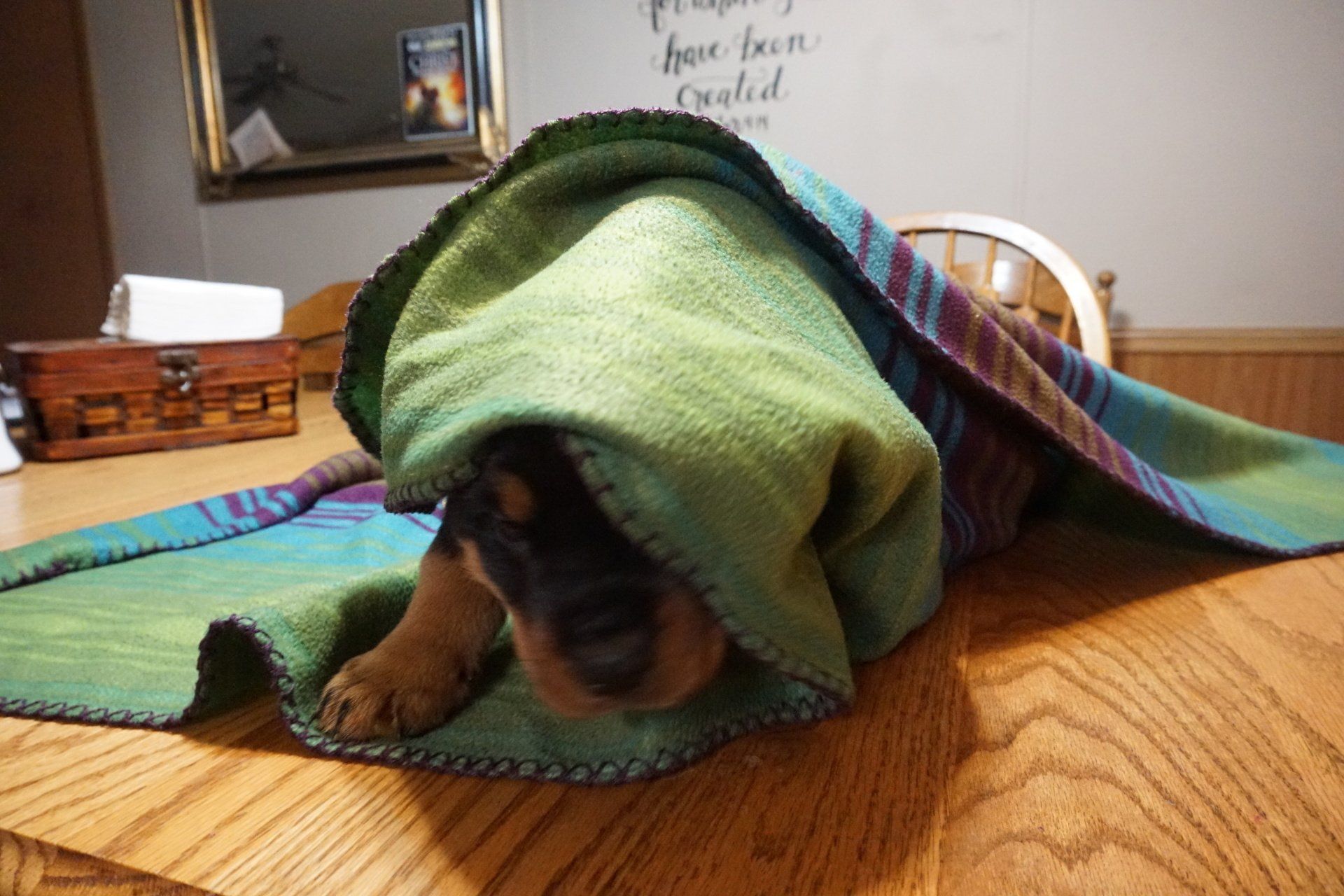 Puppy playing under a blanket