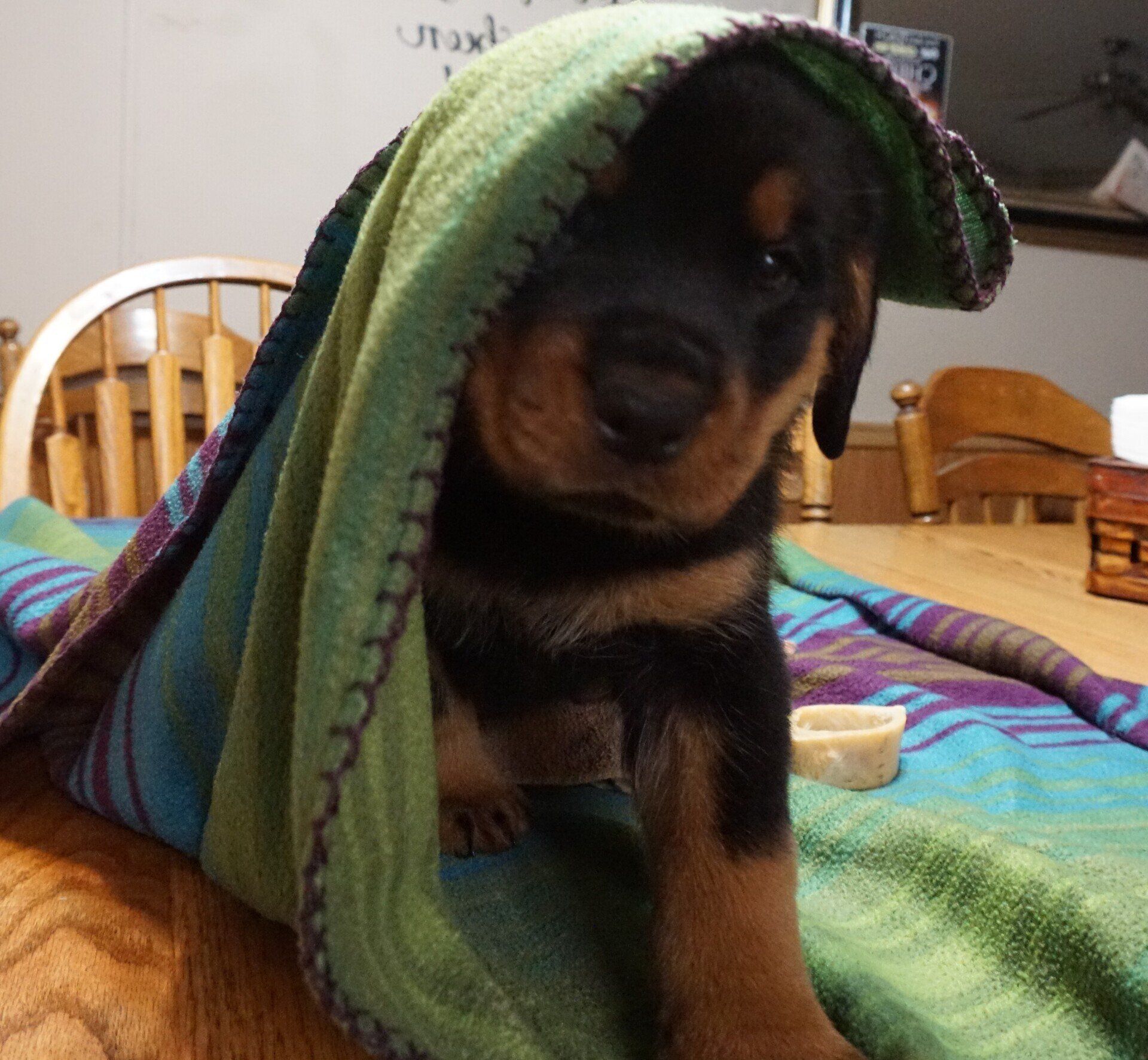 Playful puppies