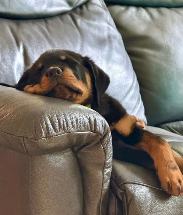 Puppy sleeping on a couch