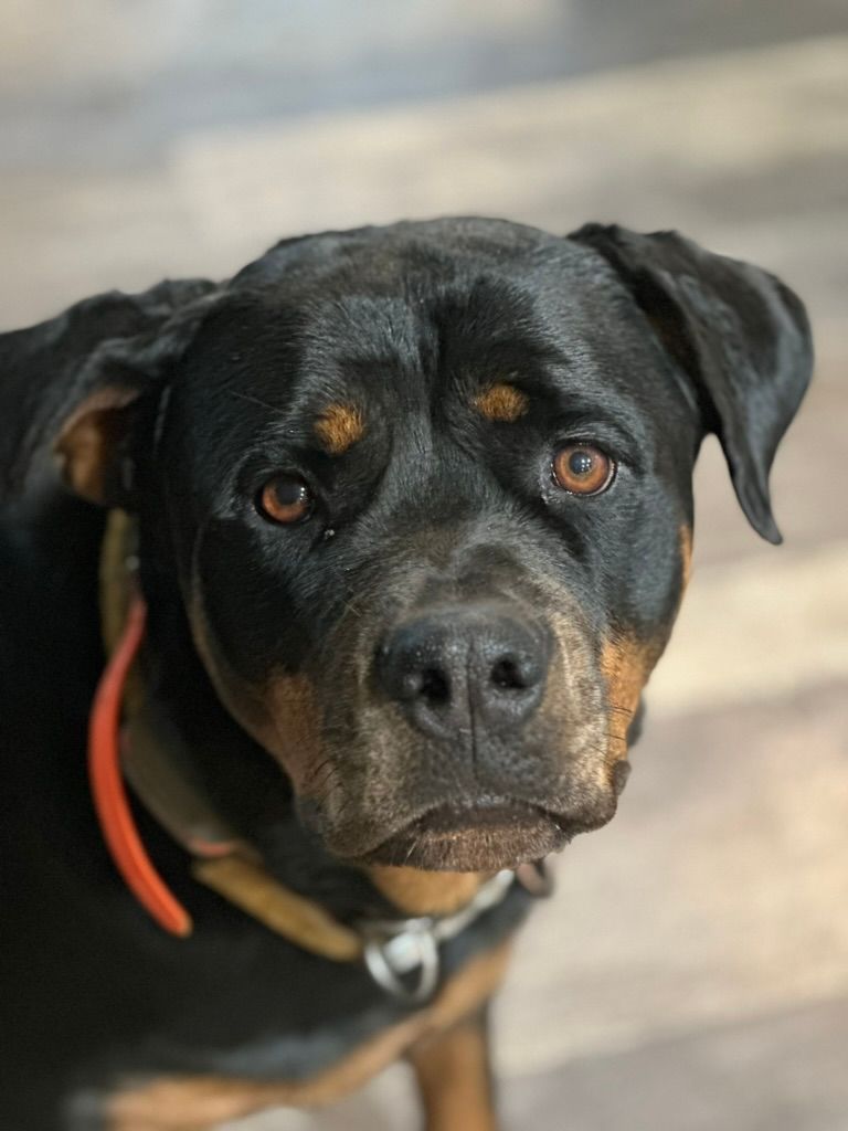 Retiring female Rottweiler