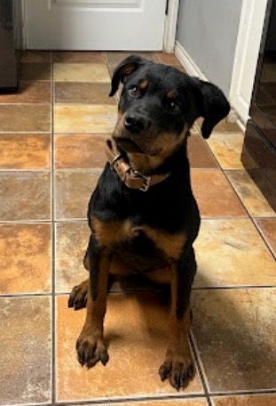 Why use Spartan Rottweilers
