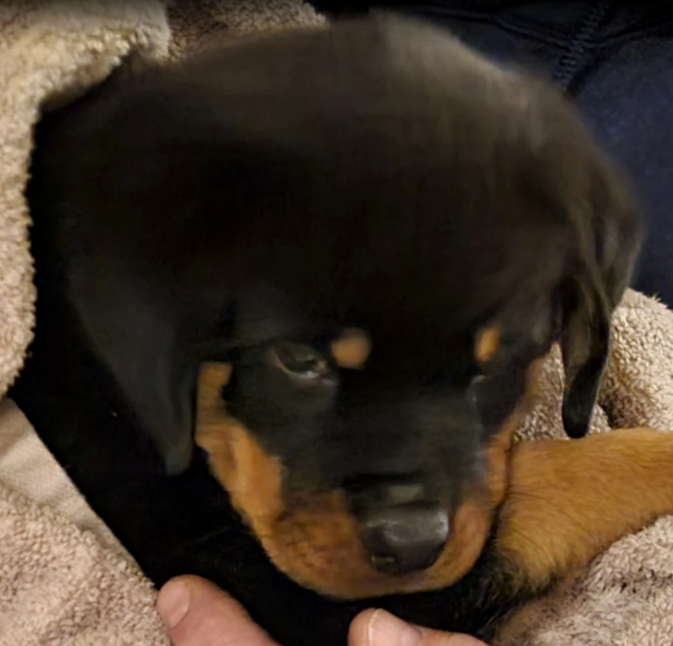 Spartan Rottweiler's Andromeda puppy