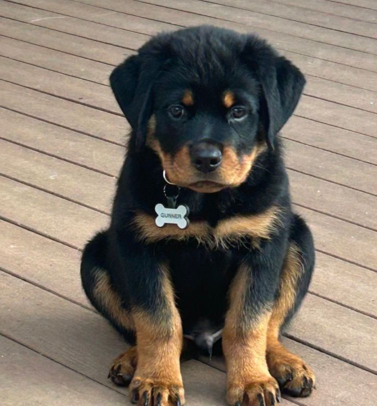 Puppy sitting with a name tag