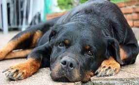 What are signs of pain in your Rottweiler. When should get them to the vet?
