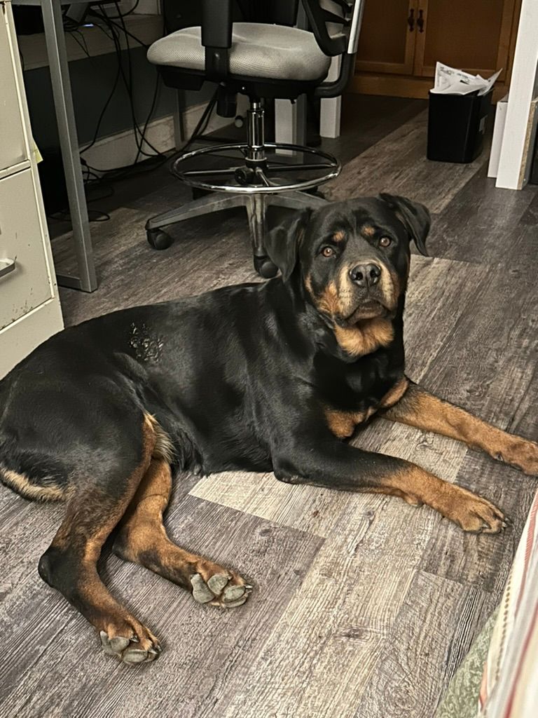 Retiring female Rottweiler