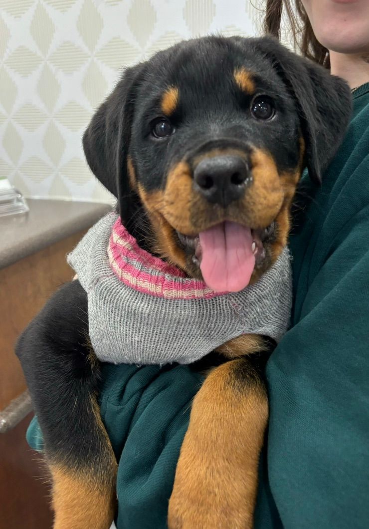 Puppy in a t shirt
