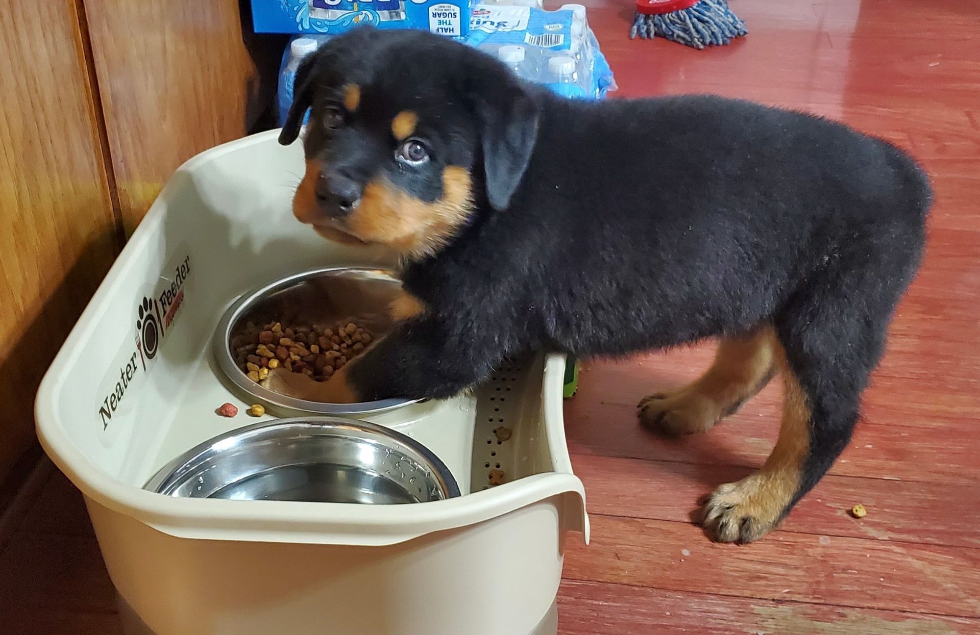 Gallery picture of Spartan Rottweilers