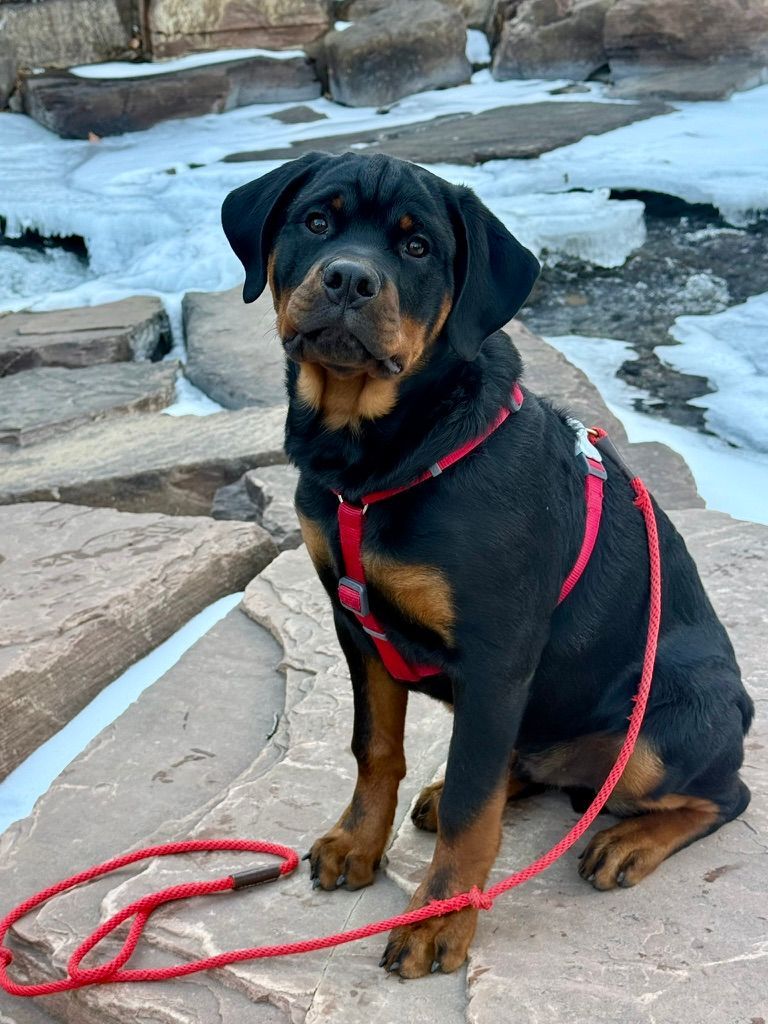 Nyx puppy 2