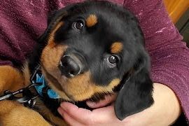 What comes with my puppy purchase