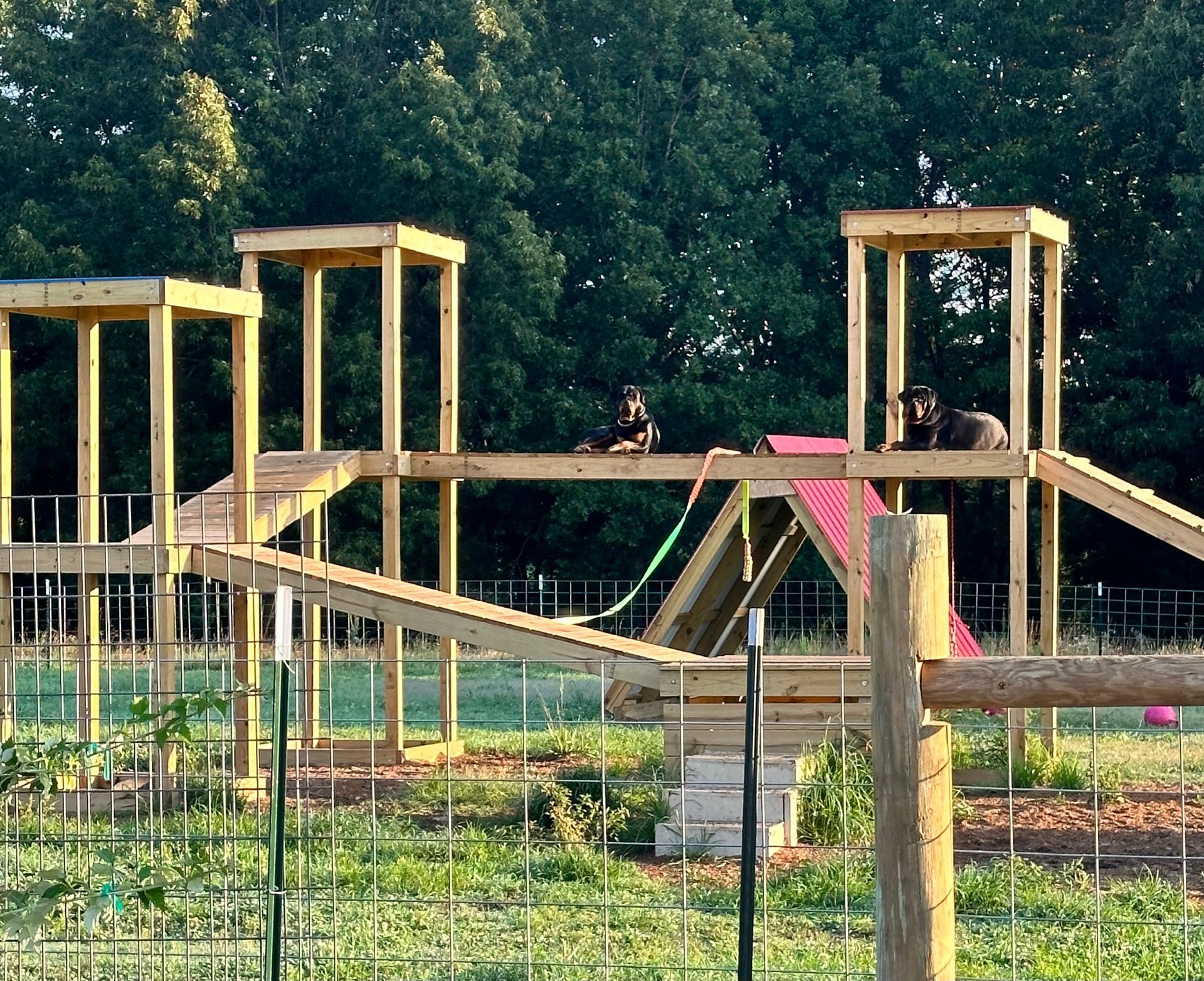 Rottweiler exercise yard for regular exercise and mental stimulation at Spartan Rottweiler.com