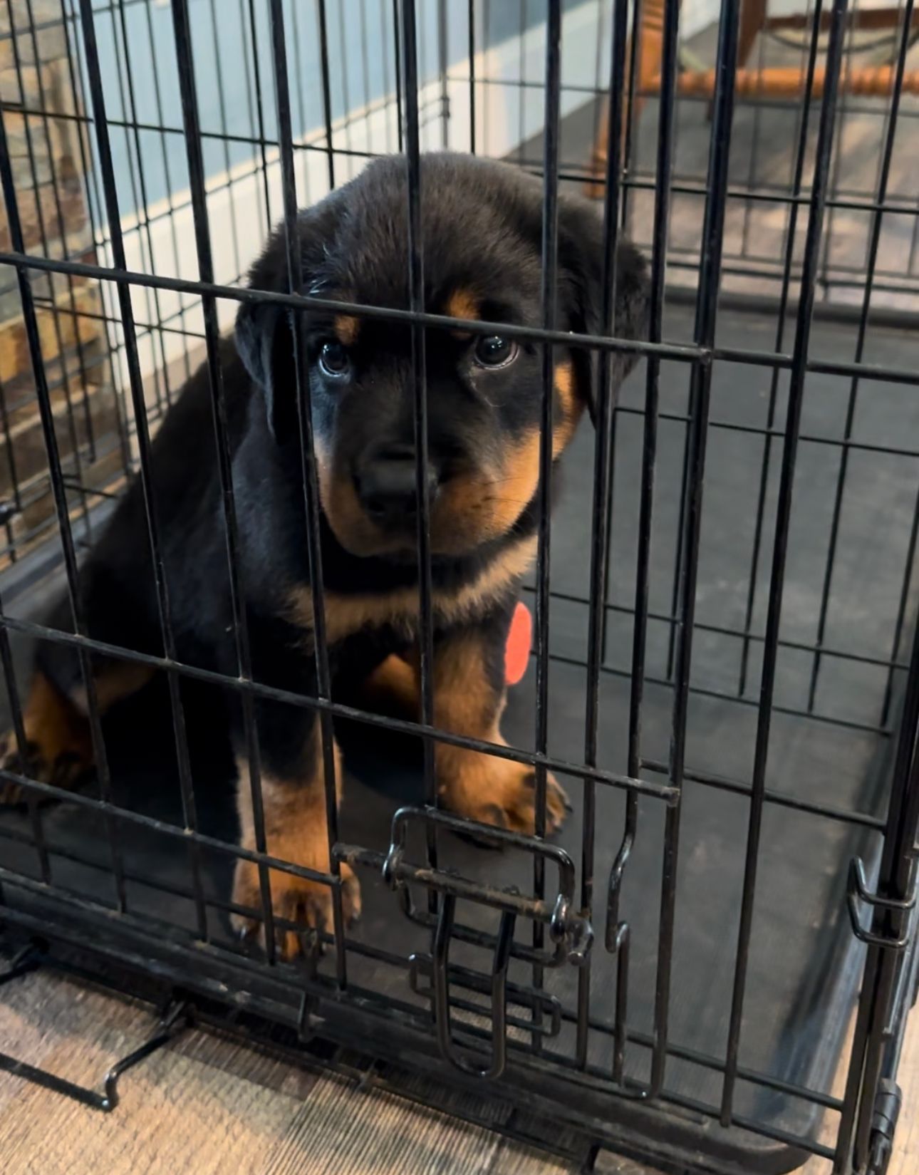 Why is Spartan Rottweiler better than the rest
